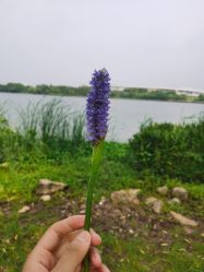 -剑鱼皮划艇俱乐部(石湖基地)