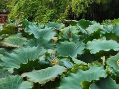 -莲湖公园