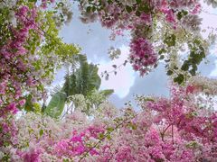 -深圳国际园林花卉博览园