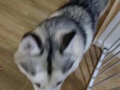 -Husky Go! 哈士奇体验馆·宠物咖啡厅狗咖