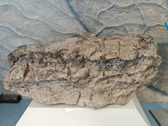 -延庆地质公园博物馆