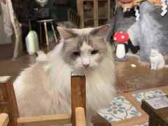 -猫猫幼稚园·撸猫·桌游·电玩