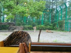 -上海野生动物园老虎餐厅