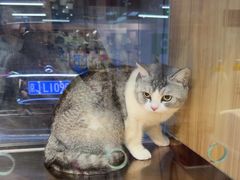 -FAELING PETS美天灵宠物(富力广场店)