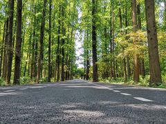 -东平国家森林公园