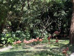 -深圳野生动物园