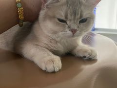 -琪喵猫屋·撸猫猫咖·猫舍