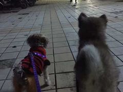 -宠颐生中康贝怡动物医院
