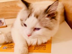 -滚猫咖啡·猫咖·猫友好撸猫(未来城店)