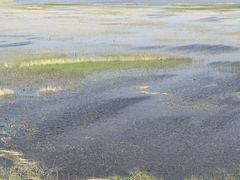 -南大港湿地风景区