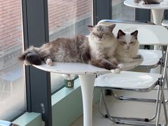 -怪兽屋·羊驼·猫咖·狗咖(俊华广场店)