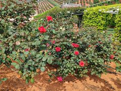 -宜良山后樱花谷