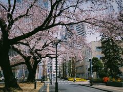-武汉大学-樱园