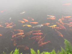 -西湖外事游船(花港观鱼码头)