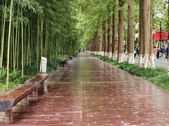 -黄海国家森林公园