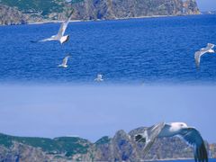 -海驴岛(荣成市)