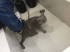 -艾贝尔宠物医院 ·内科全科(梁溪路店)
