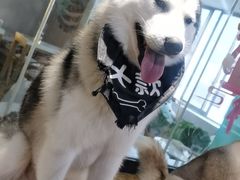 -Husky Go! 哈士奇体验馆·宠物咖啡厅狗咖