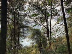 -铁山坪森林公园