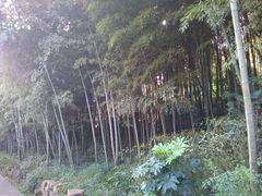 android_upload_pic-旺山景区