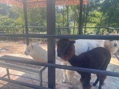 -金石滩蓝莓谷庄园