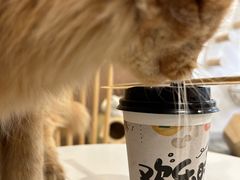 -楼上猫咖(罗湖店)