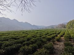 -中国茶叶博物馆(双峰馆区)
