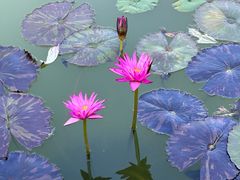 -国家植物园南园