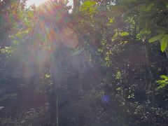-西双版纳原始森林公园