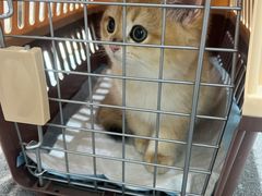 -派特宠物医院(圆融广场店)