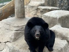 -石家庄市动物园