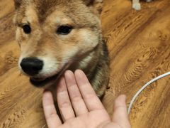 -柴务处·柴犬主题狗咖