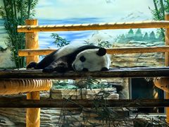 -西霞口神雕山野生动物世界