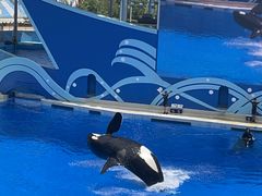 -上海海昌海洋公园