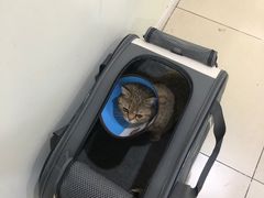 -米苏动物医院·犬猫专科·骨科外科内窥镜