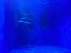 -多彩贵州城极地海洋世界