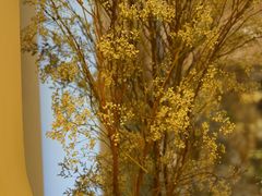 -HUATA 'Holiday Plan 花榻