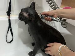 -熊小胖宠物生活馆(天华园店)