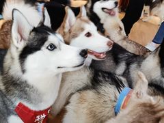 -Husky Go! 哈士奇体验馆·宠物咖啡厅狗咖