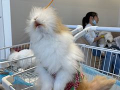 -怪兽屋·羊驼·猫咖·狗咖(俊华广场店)