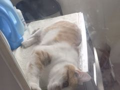 -乖乖宠物医院·猫科·骨科·24小时(云岗分院)