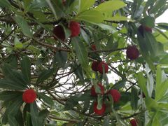 -西山樟坞健康果园枇杷杨梅采摘