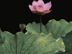 -陈家山荷花公园