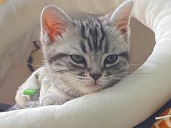 -喵zoo家庭繁育猫舍(尖东智能花园店)