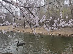 -长白岛森林公园