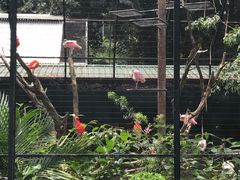 -新加坡飞禽公园