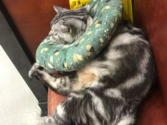 -安安宠医宠物医院·异宠·犬猫内科(岳阳分院)