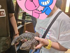 -帕帕拉兹宠物(亚洲旗舰店)