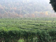 -中国茶叶博物馆(双峰馆区)