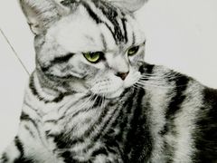 -乖乖乐动物医院(小汤山分院)